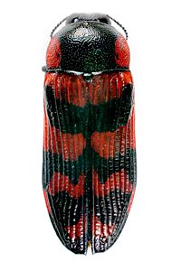 Temognatha mitchellii 'karattae', DAY100, KI, 18.8 × 7.2 mm